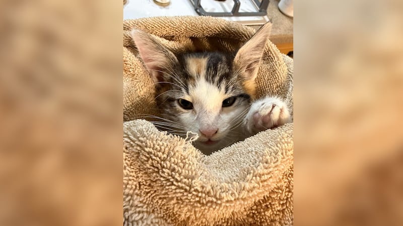 Every Cat’s Dream animal rescue to close, organizers look to home all cats