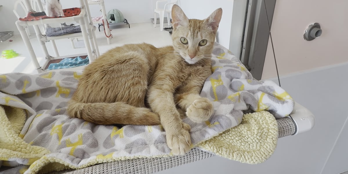 Pets of the Week: Knight & Clover