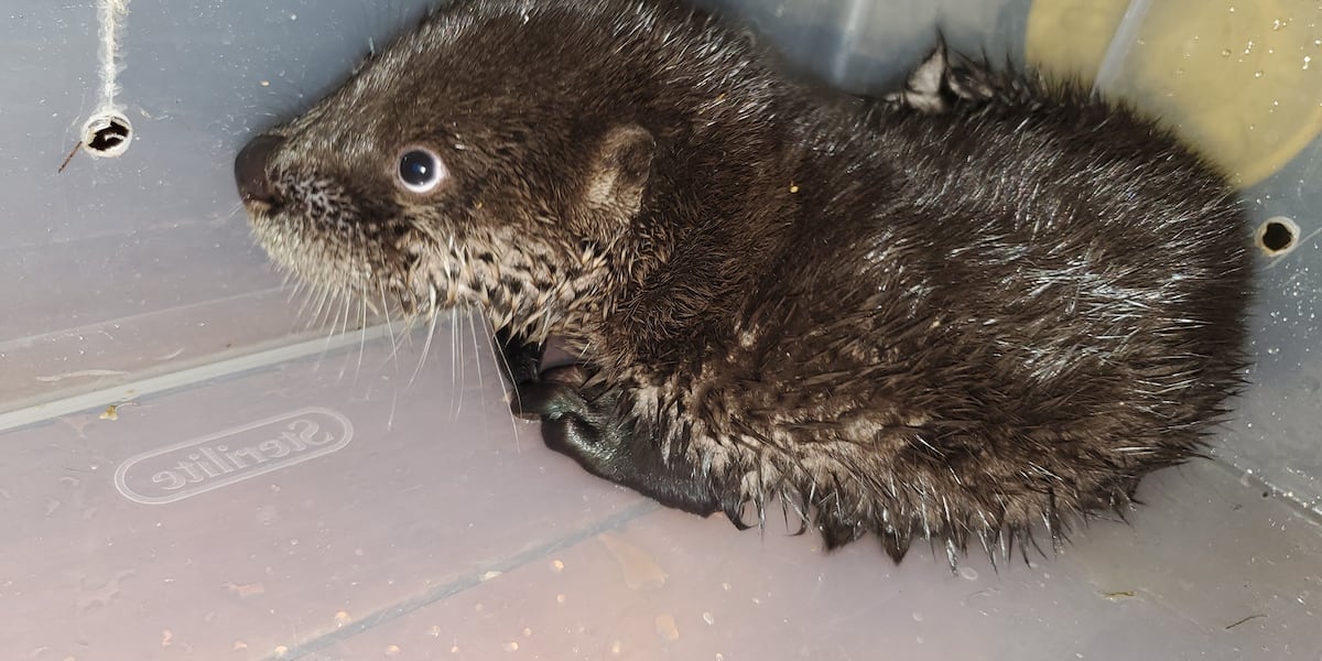 Small Creature Rescues Local wildlife rescue in search of new place to continue helping ...
