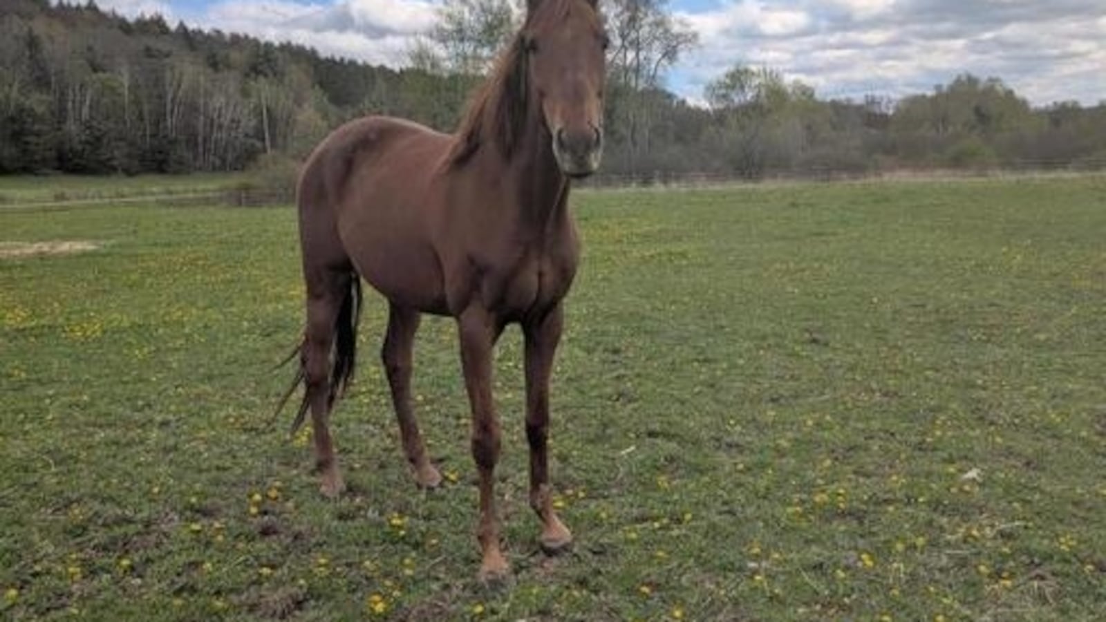 Susquehanna SPCA to host spring showcase at farm
