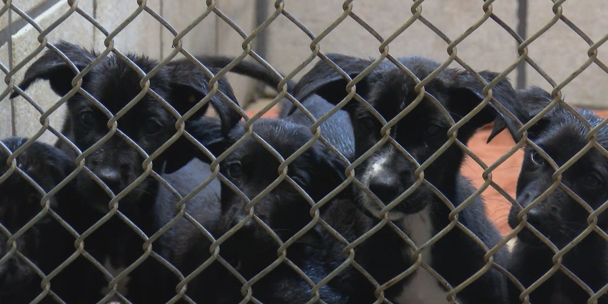 Chenango SPCA rescues six abandoned puppies, asks community for help nursing them back to health