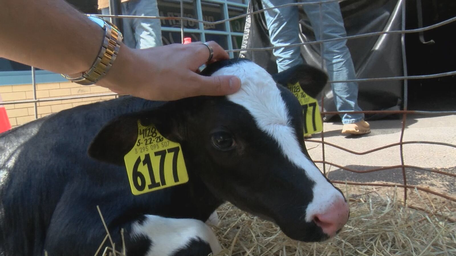 Dairy tour brings farm life to Johnson City students