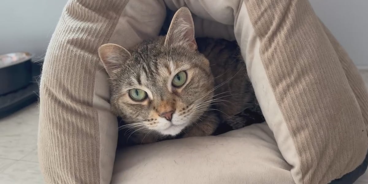 Pets of the Week: Roberta, Sylvia, Victoria, & Victor
