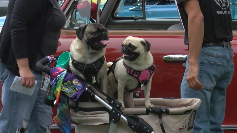 research on solar panels Broome County Humane Society