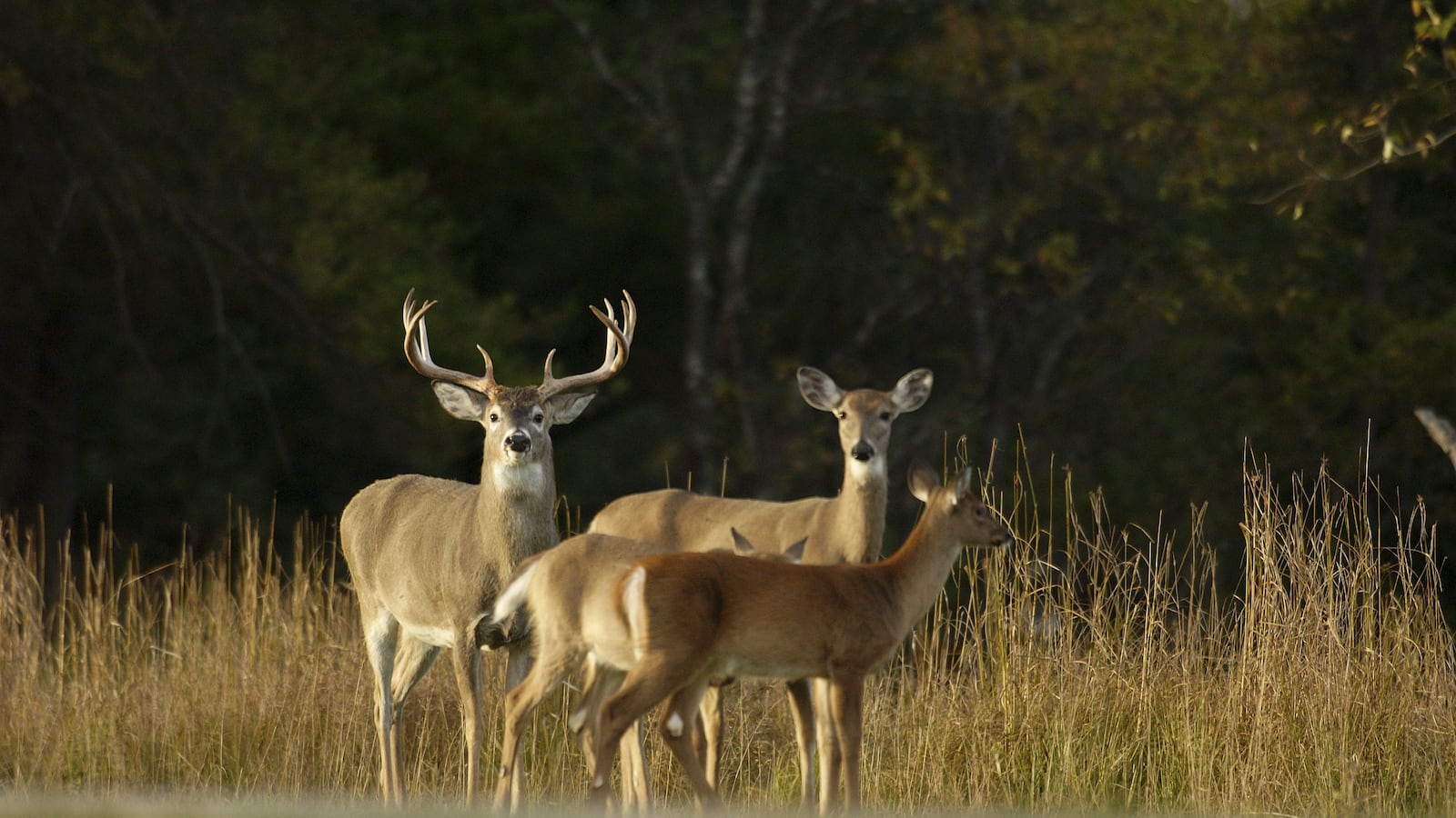 Hunters now allowed to hunt more antlerless deer in effort to curb