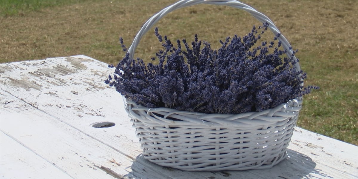 Little Farmhouse Lavender hosts 2nd annual Lavender Festival