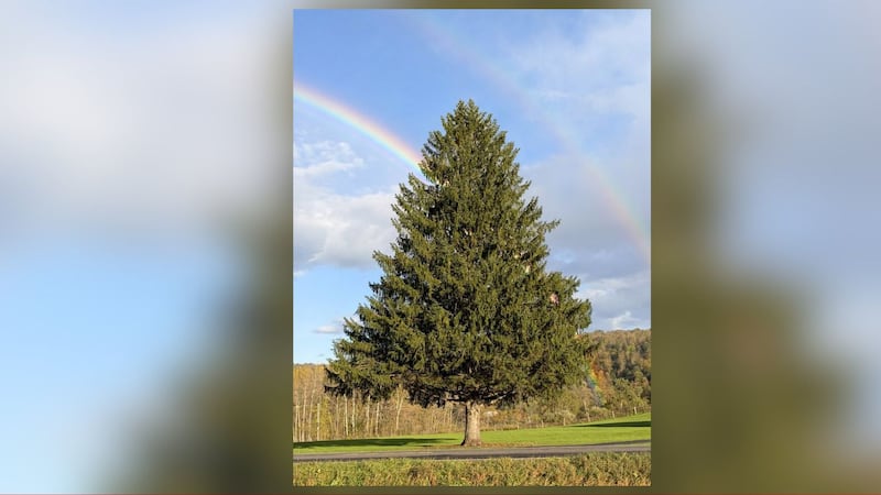 Image of the Rockefeller Center Christmas Tree in Chenango County