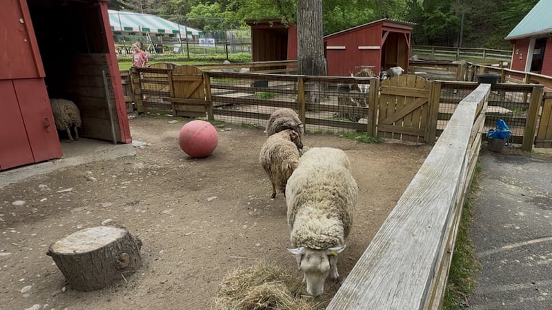 Ross Park Zoo highlights farm animals as animal of the month