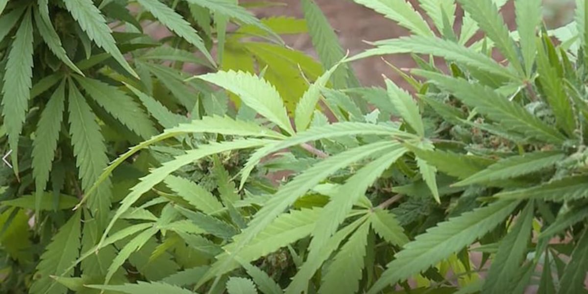 New York State Office of Cannabis Management discusses class rescheduling benefits